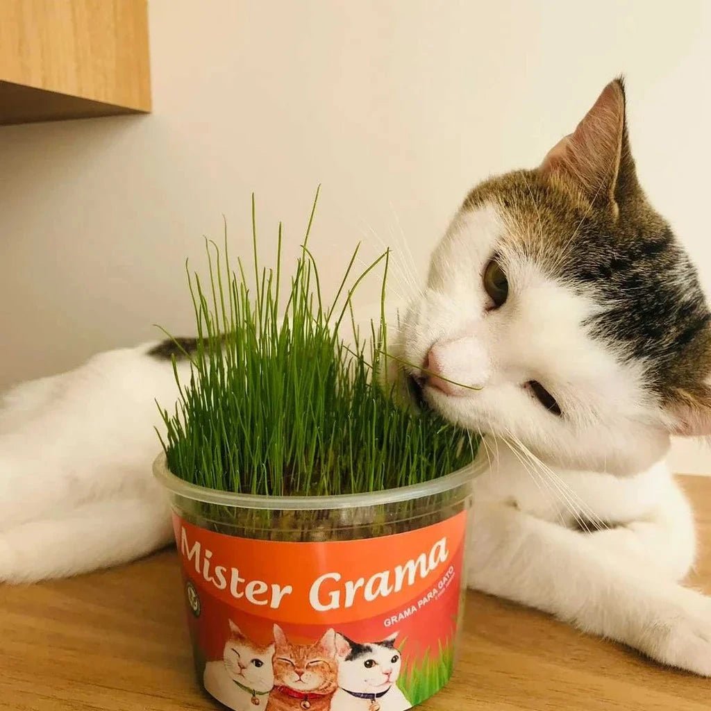 Graminha para gatos - Direct Ofertas